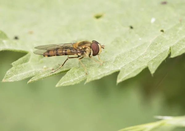Episyrphus Balteatus Fliege Oder Dipteran Hockt Auf Grünem Gras Einer — Stockfoto