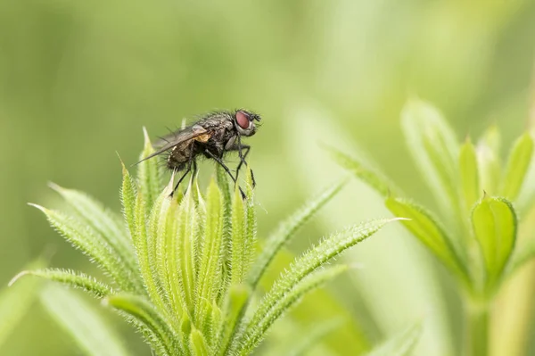 Fly Nebo Dipteran Sedí Zelené Trávě Prostředí Filtrovaného Světla Zelené — Stock fotografie