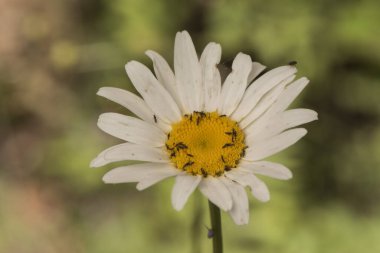 Leucanthemum ircutianum subps. Pseudoslvaticum oxeye papatya çiçeği uzun saplı, beyaz yapraklı ve sarı çiçekli sönmüş yeşil arka plan ışıklı