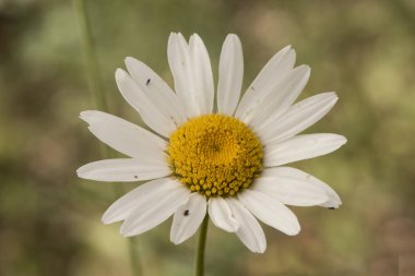 Leucanthemum ircutianum subps. Pseudoslvaticum oxeye papatya çiçeği uzun saplı, beyaz yapraklı ve sarı çiçekli sönmüş yeşil arka plan ışıklı