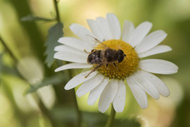 Leucanthemum ircutianum subps. Pseudoslvaticum oxeye papatya çiçeği, uzun saplı, beyaz yapraklı, sarı çiçekli, sönmüş yeşil arka plan sineği besleyen parlak ışık.