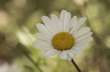 Leucanthemum ircutianum subps. Pseudoslvaticum oxeye papatya çiçeği uzun saplı, beyaz yapraklı ve sarı çiçekli sönmüş yeşil arka plan ışıklı