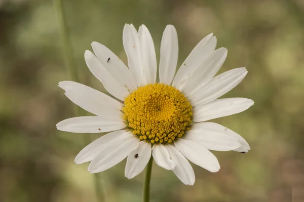 Λεύκωμα Ircutianum Subps Pseudosylvaticum Oxeye Μαργαρίτα Άγριο Λουλούδι Μακριά Κοτσάνια — Φωτογραφία Αρχείου