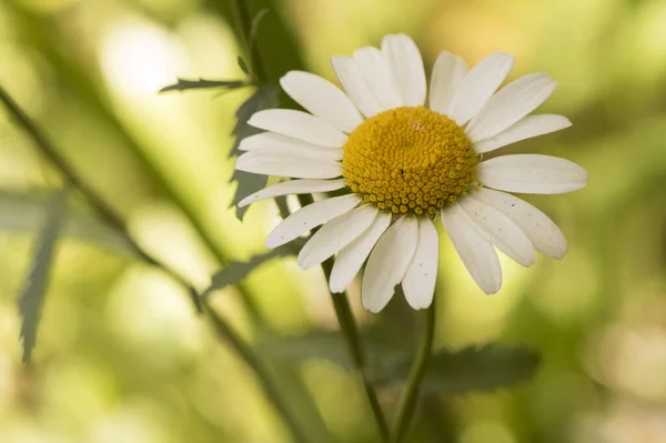 Canthemum Ircutianum Subs Pseudosylvaticum Oxeye Ромашка Дикий Цветок Длинными Стеблями — стоковое фото