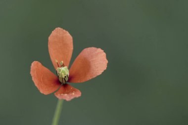 Papaver türleri yoğun kırmızı renkli küçük gelincikler mavi erkek ve yeşil erkekli, yeşil odaksız arka plan ışıklı