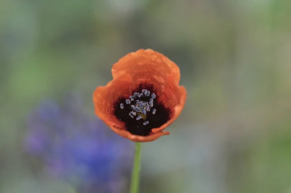 Papaver Druh Malé Máky Intenzivní Červené Barvy Modrými Tyčinkami Zelenou — Stock fotografie