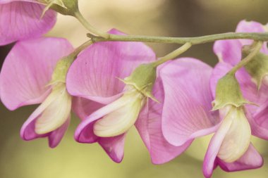 Lathyrus latifolius daimi bezelye tırmanışı bitkisi Leguminosae ailesinin güzel pembe çiçekleri var.