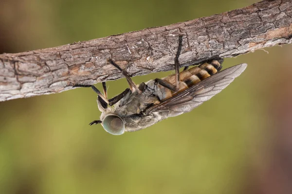 Tabanus Arten Schwarzes Pferd Fliegen Gut Größe Geflügelte Insekt Mit — Stockfoto