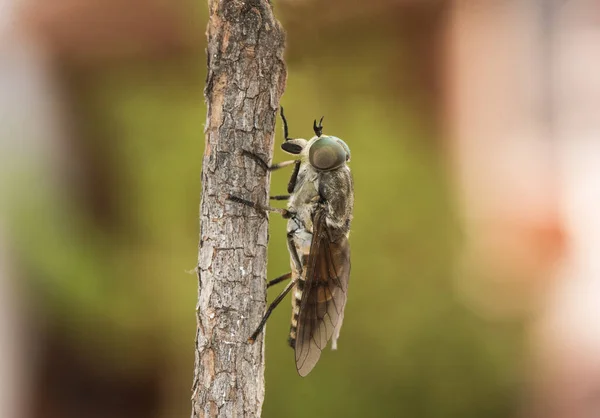 Tabanus Especies Caballo Negro Mosca Buen Tamaño Insecto Alado Con — Foto de Stock