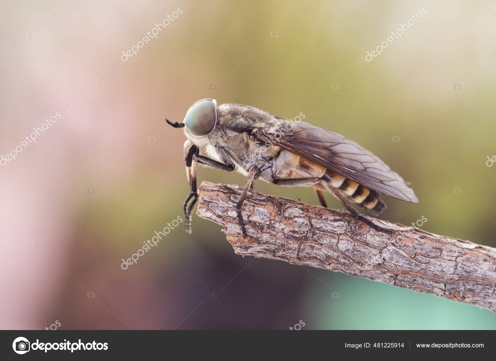Espécies Tabanus Mosca Cavalo Comum Grande Mosca Parasitária Com Olhos —  Foto © PMARACENA #481225914, image size:1600x1166