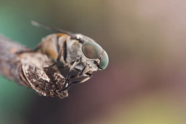 Espécies Tabanus Mosca Cavalo Comum Grande Mosca Parasitária Com Olhos — Fotografia de Stock