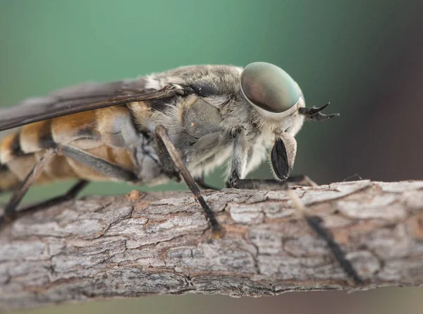 Tabanus Arter Vanlig Häst Flyga Stora Parasitiska Flyga Med Gröna — Stockfoto