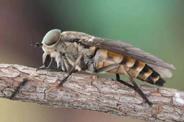 Tabanus Especies Caballo Común Volar Gran Mosca Parásita Con Ojos — Foto de Stock