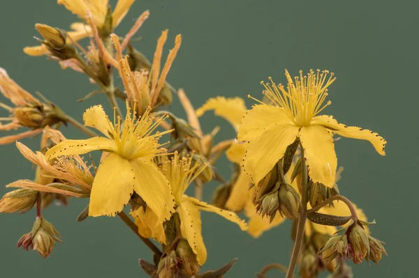 Hypericum Perforatum John Wort Summer Plant Intense Yellow Flowers Black — Stock Photo, Image