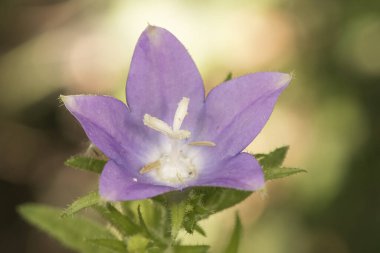 Campanula primulifolia İspanyol çıngıraklı çiçeği. Güzel, büyük bir çiçek. Mavi mor renkli.