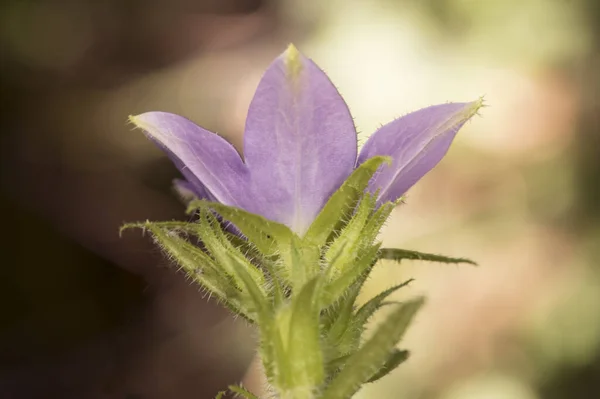 Campanula Primulifolia Campanilla Española Hermosa Flor Silvestre Grande Con Pistilo —  Fotos de Stock