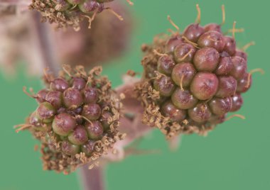 Rubus ulmifolius elmleaf böğürtlen kırmızısı ve yeşil yaz meyveleri hala olgunlaşmamış, koyu yeşil ve odak dışı ışıklı