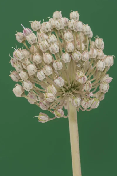 Gatunek Allium Dziki Czosnek Umbella Małych Czerwonych Zielonych Kwiatów Jednorodnym — Zdjęcie stockowe