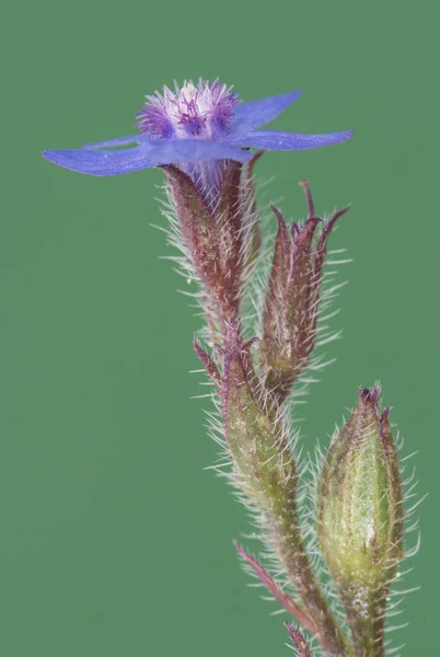 Anchusa AzureaガーデンAnchusa イタリアのバグレス植物 スパイシーな毛を持つ花の強烈な電気青の色の紫色の雄しべ均質で強烈な緑の背景フラッシュ照明 — ストック写真