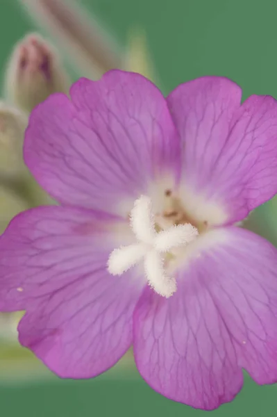 Epilobium Hirsutum Nagy Szőrös Fűzfa Szőrös Növény Gyönyörű Rózsaszín Virágok — Stock Fotó