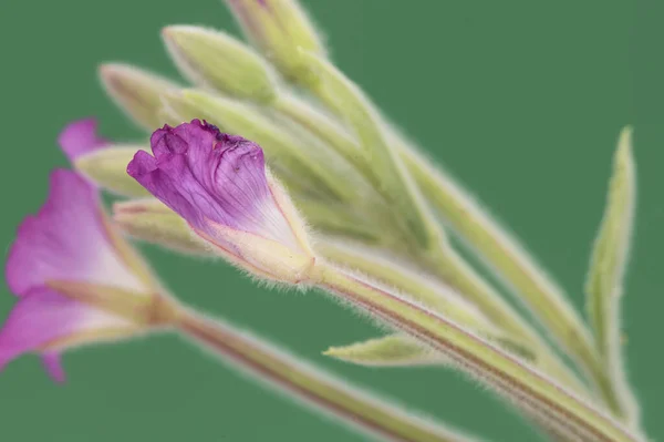 Epilobium Hirsutum Gran Willowherb Peludo Planta Peluda Con Hermosas Flores —  Fotos de Stock