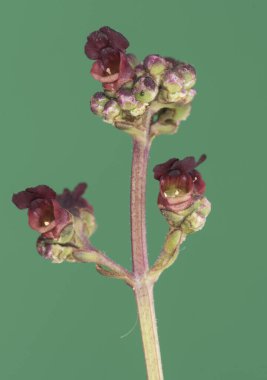 Scrophularia türleri, odak dışı koyu yeşil arka plan ışıklandırması üzerinde küçük kırmızı çiçekleri, sarımsı erkek çiçekleri ve fener şekilli orta boy bitkileri hesaplar.