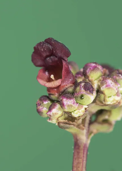 Espécies Scrophularia Figworts Planta Tamanho Médio Com Pequenas Flores Avermelhadas — Fotografia de Stock