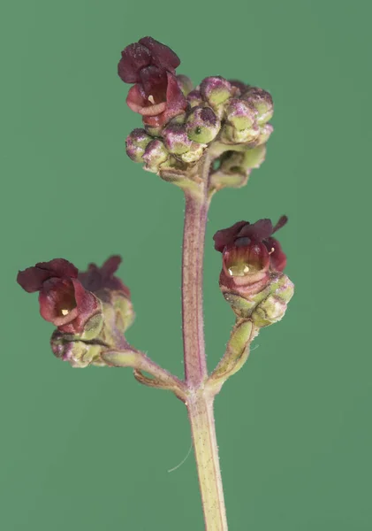 Scrophularia Türleri Odak Dışı Koyu Yeşil Arka Plan Işıklandırması Üzerinde — Stok fotoğraf