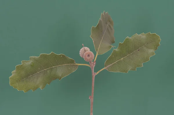 Quercus Ilex Azinheira Filhote Carvalho Com Folhas Verdes Pequenas Bolotas — Fotografia de Stock