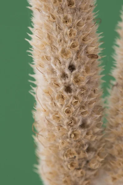 Les Espèces Trifolium Séchent Des Fleurs Brun Jaunâtre Clair Sur — Photo