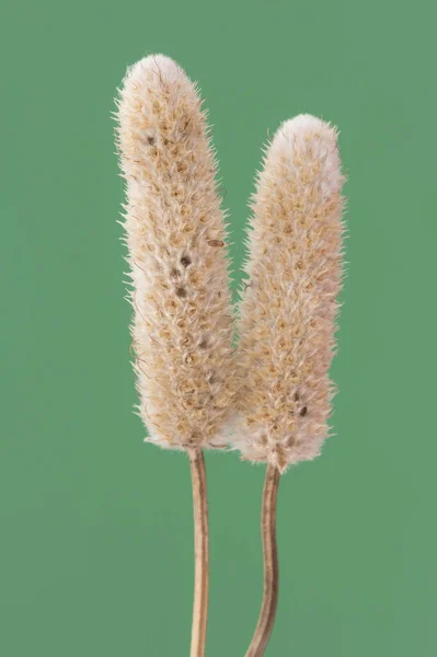 Trifolium Species Dry Light Yellowish Brown Flowers Intense Homogeneous Green — Stock Photo, Image