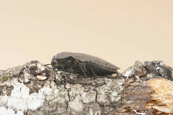 Capnodis Tenebricosa Fejű Féreg Őszibarack Bogár Fekete Színű Szürke Foltok — Stock Fotó