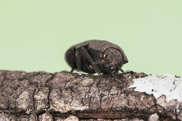 水蜜桃树的头线虫 是一种黑色甲虫 有灰色斑点 栖息在树枝上 背靠均匀强烈的绿色或黄色光 闪烁着光芒 — 图库照片