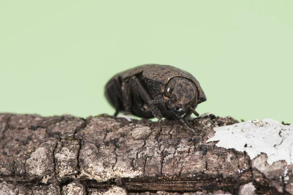 Capnodis Tenebricosa Fejű Féreg Őszibarack Bogár Fekete Színű Szürke Foltok — Stock Fotó