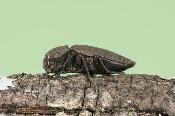 Capnodis Tenebricosa Kopf Wurm Der Pfirsichbaum Käfer Von Schwarzer Farbe — Stockfoto