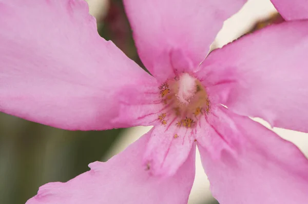 Nerium Oleander Est Arbuste Taille Moyenne Avec Belles Grandes Fleurs — Photo