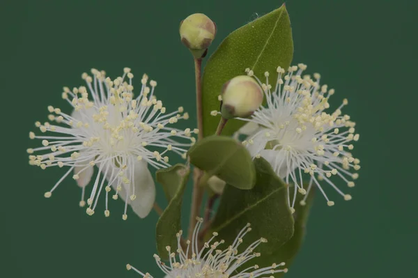 Myrtus Communis Gewone Echte Mirtestruik Met Kleine Groene Bladeren Mooie — Stockfoto