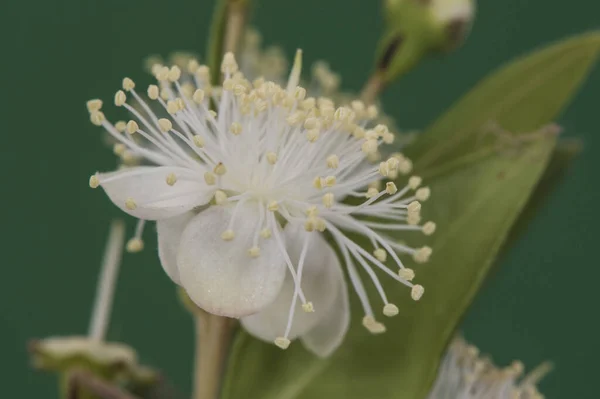 Myrtus communis the common or true myrtle shrub with small green leaves and beautiful white flowers with a large number of stamens and a pointed pistil centered on a green background flash lighting