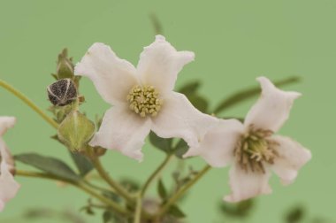 Clematis campaniflora tırmanma tesisi çan şeklinde açık mor çiçekler ve farklı yapraklarla dışa dönük ve tuhaf görünümlü yeşil arka plan ışıklandırması