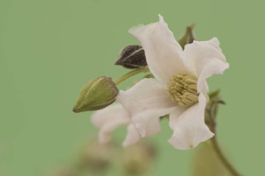 Clematis campaniflora tırmanma tesisi çan şeklinde açık mor çiçekler ve farklı yapraklarla dışa dönük ve tuhaf görünümlü yeşil arka plan ışıklandırması
