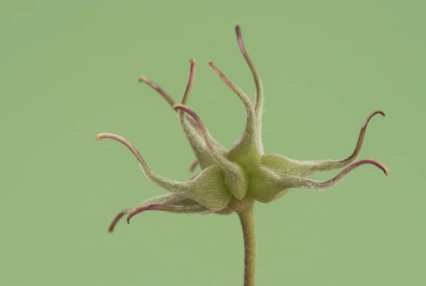 Clematis Campaniflora Climbing Plant Bell Shaped Light Purple Flowers Separate — Stock Photo, Image