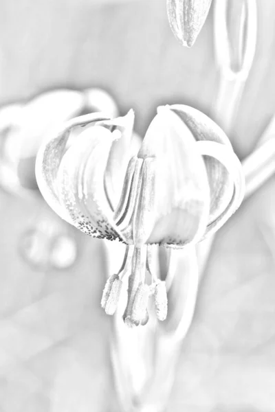 Lilium Pyrenaicum Lys Pyrénéen Grande Fleur Avec Une Couleur Désaturée — Photo