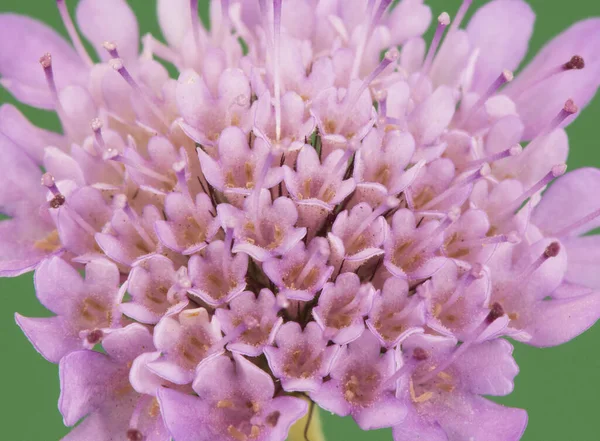 Scabiosa Atropurpurea Édes Rühes Növény Kis Virágok Intenzív Lila Színű — Stock Fotó