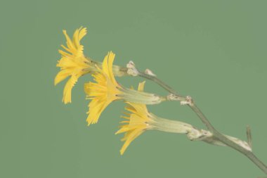 Chondrilla juncea succory bitkisi. Açık yıldız şeklinde taç yaprakları olan küçük, yoğun sarı çiçekler. Homojen, koyu yeşil bir arka plan ışığı üzerinde uzun calyx ve sarı stamens.