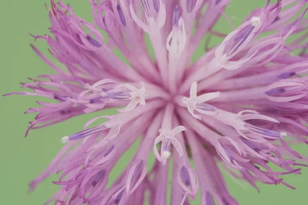 Mantisalca Salmantica Кинжал Цветок Небольшой Кустарник Красивыми Ананасами Цветы Каликса — стоковое фото