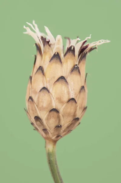 Mantisalca Salmantica Dagger Flor Pequeno Arbusto Com Belas Flores Cálice — Fotografia de Stock