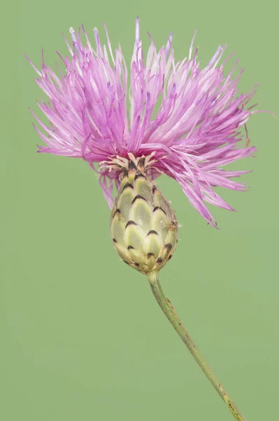 Mantisalca Salmantica Dagger Flower Small Shrub Pretty Pineapple Calyx Flowers — Stock Photo, Image