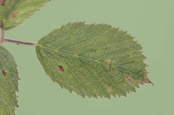Rubus Ulmifolius Elmleaf Blackberry Цветы Листья Стебли Этого Кустарника Полны — стоковое фото