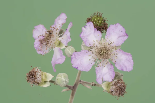 Rubus Ulmifolius Elmleaf Szeder Virágok Levelek Szárak Bokor Tele Tövisek — Stock Fotó