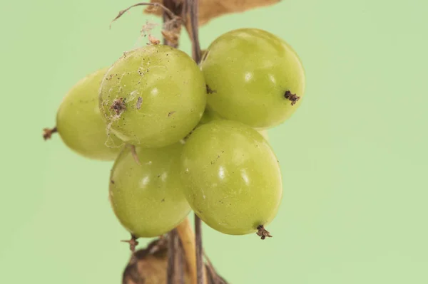 Smilax Aspera Rough Bindweed Sarsaparille Grape Still Green Berries Dark — Stock Photo, Image